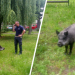 dzik ukradł pierogi dzieciom legnica interwencja policji