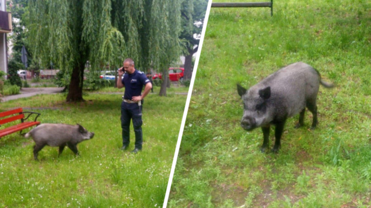 dzik ukradł pierogi dzieciom legnica interwencja policji