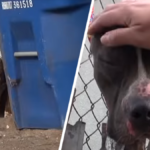 budda pies pitbull california