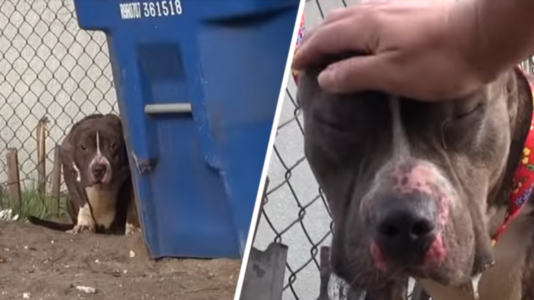 budda pies pitbull california