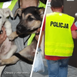 schronisko radysy prokuratura zatrzymany Zbigniew policja