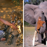 tippi degre namibia afryka księga dżungli