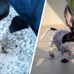 jamnik dalmatyńczyk instagram zwierzęta gwiazdy