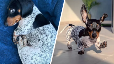 jamnik dalmatyńczyk instagram zwierzęta gwiazdy