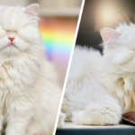 kotka bez oczu instagram gwiazda influencer marketing zwierzęta