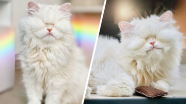 kotka bez oczu instagram gwiazda influencer marketing zwierzęta