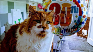 najstarszy kot na świecie nie żyje rubble