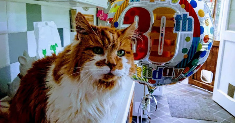 najstarszy kot na świecie nie żyje rubble