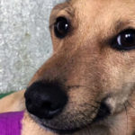 pies porzucony przez właścicieli bez nogi