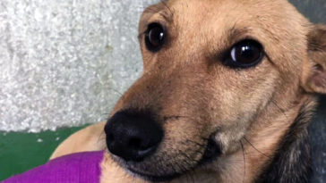 pies porzucony przez właścicieli bez nogi