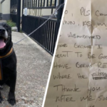 pies porzucony z kartką u szyi odpowiedzialność schronisko dla zwierząt