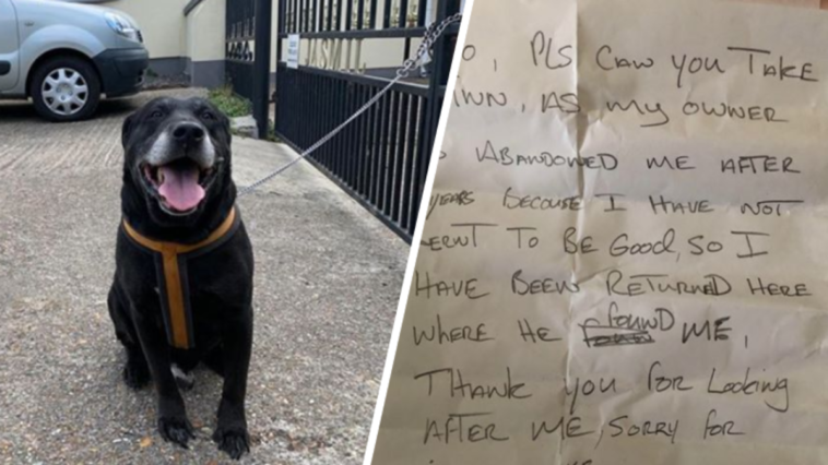 pies porzucony z kartką u szyi odpowiedzialność schronisko dla zwierząt