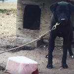 pies przywiązany do słupka uratowany organizacja peta