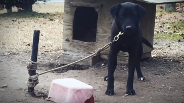 pies przywiązany do słupka uratowany organizacja peta