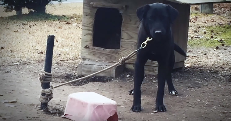 pies przywiązany do słupka uratowany organizacja peta