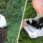 psy porzucone w reklamówce znęcanie się nad zwierzętami weterynarz