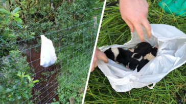 psy porzucone w reklamówce znęcanie się nad zwierzętami weterynarz