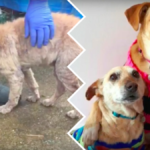 stary pies bezdomny ratunek viva fundacja