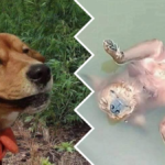 pies się utopił właściciel żart facebook poczucie humoru