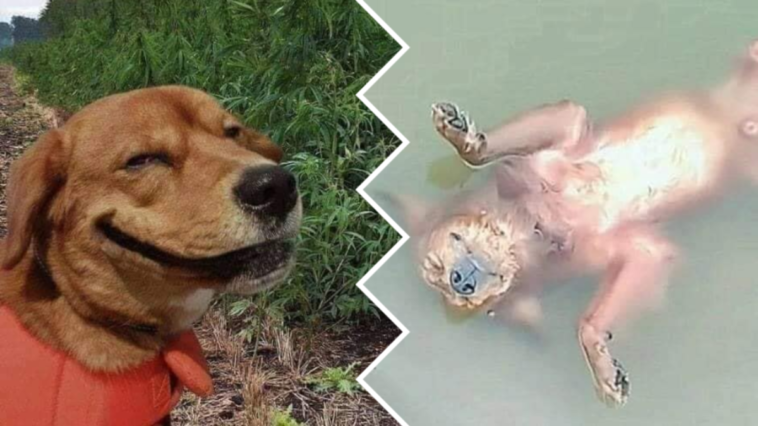 pies się utopił właściciel żart facebook poczucie humoru