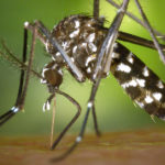 komar tygrysi polska choroby objawy ile żyje rozmiar