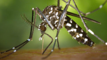 komar tygrysi polska choroby objawy ile żyje rozmiar