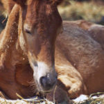 konie bestialsko mordowane we francji minister rolnictwa sekta rytuał