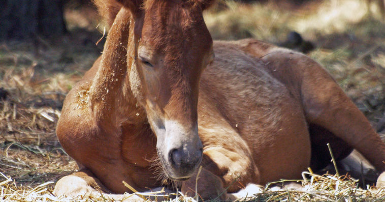 konie bestialsko mordowane we francji minister rolnictwa sekta rytuał