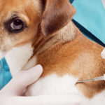 obowiązkowe czipowanie psów kotów zmiany w przepisach nowe prawo