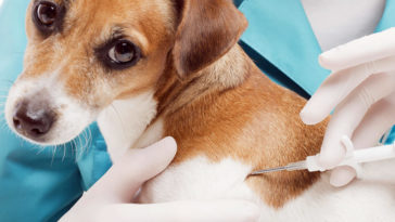 obowiązkowe czipowanie psów kotów zmiany w przepisach nowe prawo