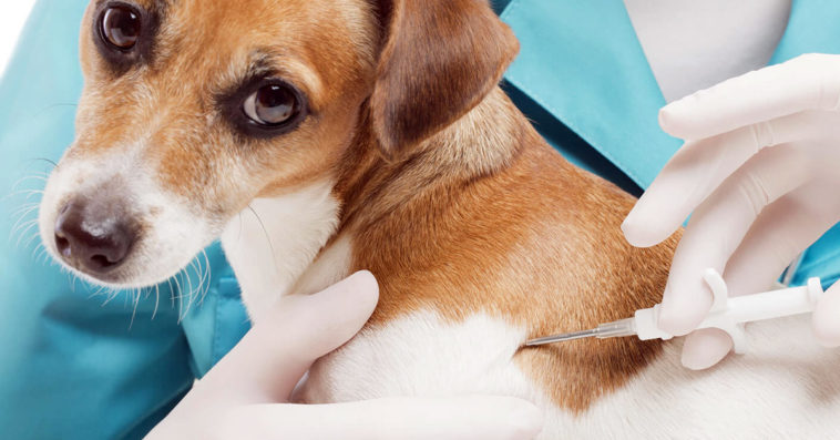 obowiązkowe czipowanie psów kotów zmiany w przepisach nowe prawo