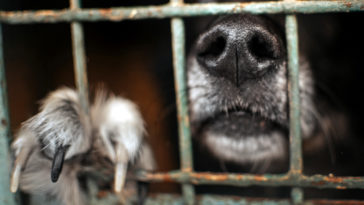 ochrona praw zwierzat ustawa znecanie sie