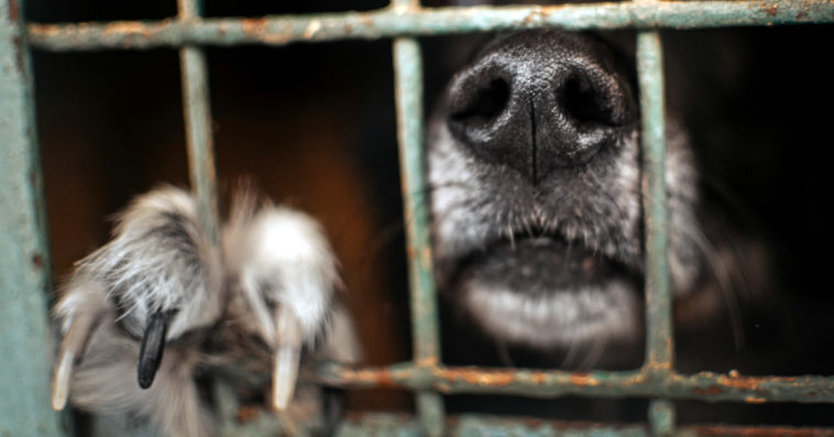 ochrona praw zwierzat ustawa znecanie sie