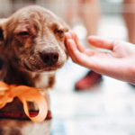 spacery z psem godzina dziennie minister rolnictwa zmiany