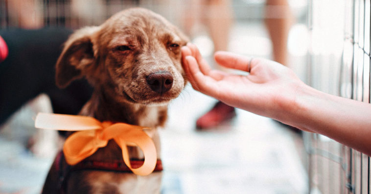 spacery z psem godzina dziennie minister rolnictwa zmiany
