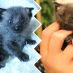 kotek pępowina ratunek zwierzęta karmienie ze strzykawki