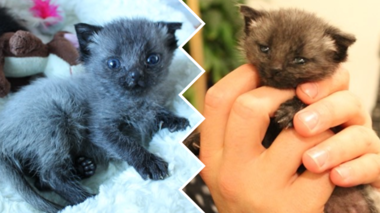 kotek pępowina ratunek zwierzęta karmienie ze strzykawki