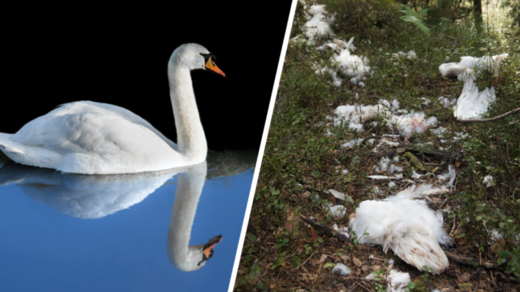 makabryczne odkrycie poćwiartowane łabędzie lubuskie kłusownicy