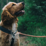 podatek od psa 2021 podwyżka ile małpki cukrowy od deszczu