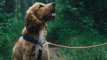 podatek od psa 2021 podwyżka ile małpki cukrowy od deszczu