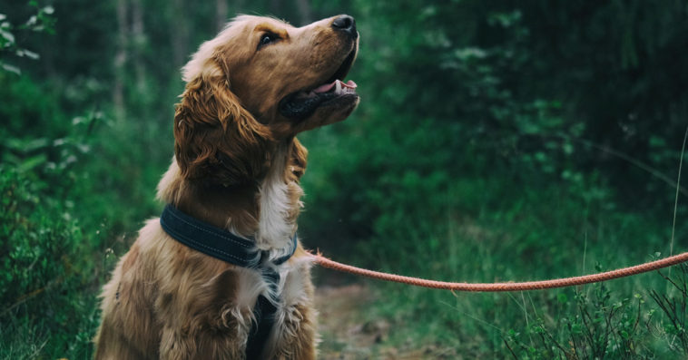 podatek od psa 2021 podwyżka ile małpki cukrowy od deszczu