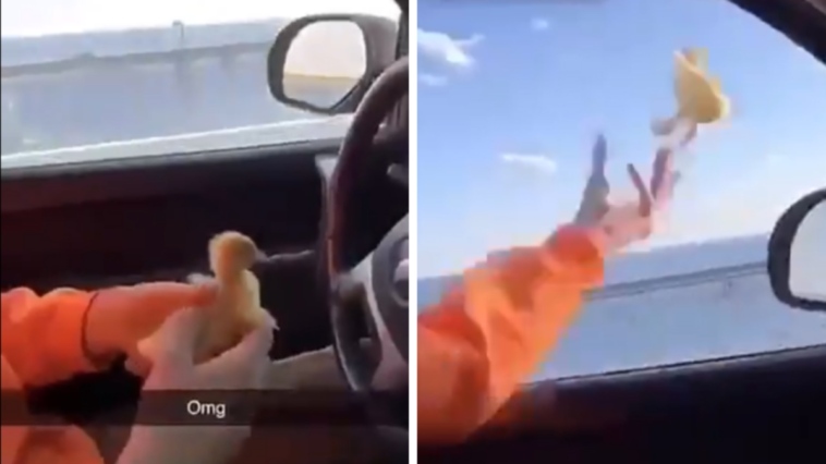 wyrzucił kaczkę przez okno samochodu znęcanie się nad zwierzętami