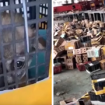 4000 psów i kotów dramatyczne odkrycie w chinach zwierzęta w kartonach