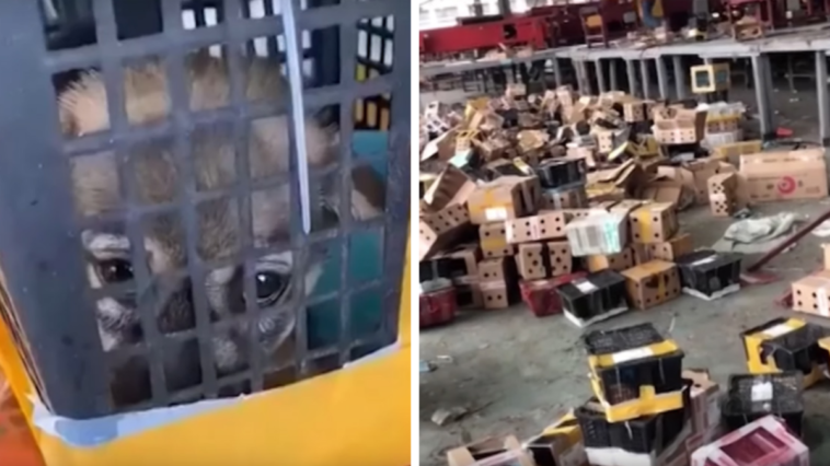 4000 psów i kotów dramatyczne odkrycie w chinach zwierzęta w kartonach