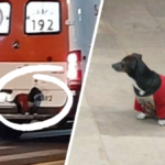 pies karetka pogotowia niesamowita historia sor