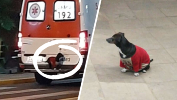 pies karetka pogotowia niesamowita historia sor