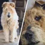 pies w niewoli przykuty do ściany reakcja wyciska łzy uratowany