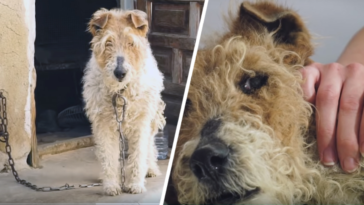 pies w niewoli przykuty do ściany reakcja wyciska łzy uratowany