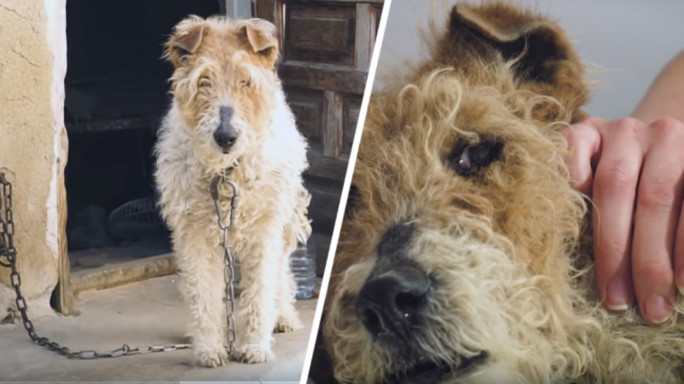 pies w niewoli przykuty do ściany reakcja wyciska łzy uratowany