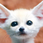 światowy dzień zwierząt politycy dziennikarze pokazują swoje zwierzęta